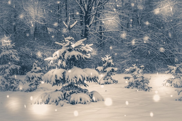 Los árboles del bosque cubiertos de nieve por la noche en winterphoto en estilo antiguo vintage