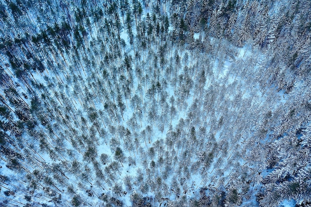 árboles bosque escarcha vista superior fondo, resumen drone vista naturaleza estacional invierno abeto