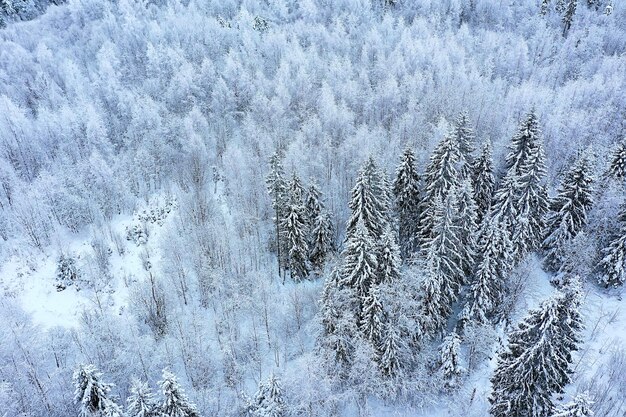 árboles bosque escarcha vista superior fondo, resumen drone vista naturaleza estacional invierno abeto