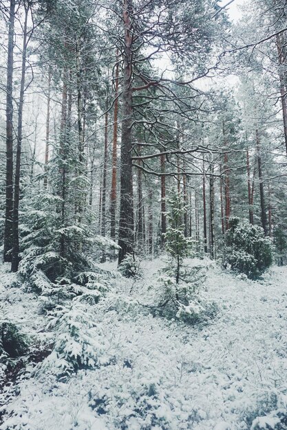 Foto Árboles en el bosque durante el invierno