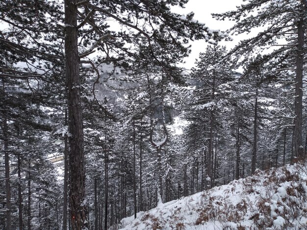 Foto Árboles en el bosque durante el invierno