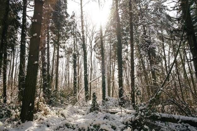 Árboles en el bosque durante el invierno