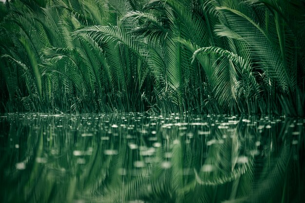 árboles en el bosque de manglar