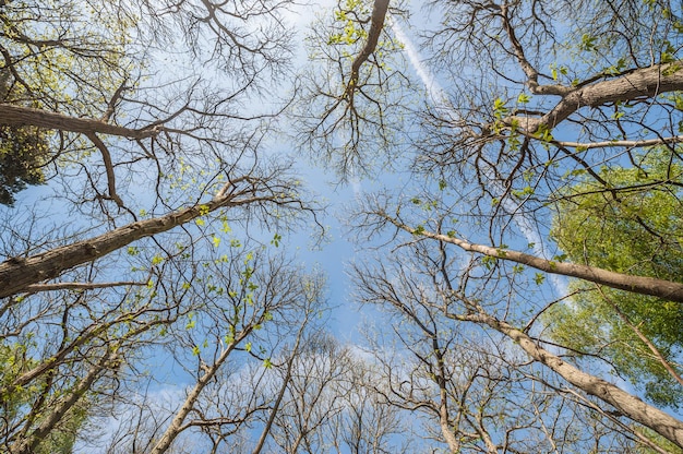árboles en un bosque mirando hacia un cielo azul