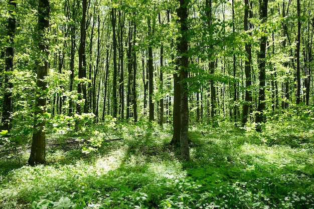 Árboles del bosque naturaleza madera verde fondo de luz solar