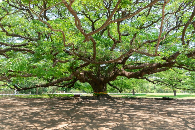 Foto árboles bosque naturaleza verde madera luz de sol fondos.