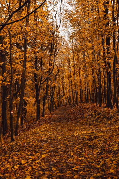 Foto Árboles en el bosque durante el otoño naturaleza escena tranquila