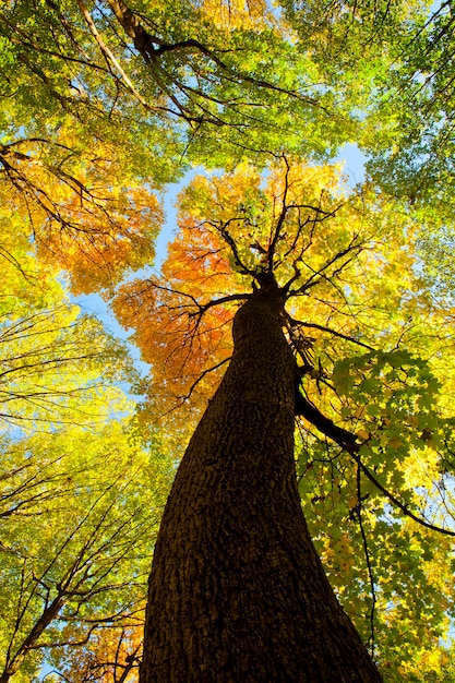 Foto Árboles del bosque de otoño. naturaleza madera verde luz del sol fondos.