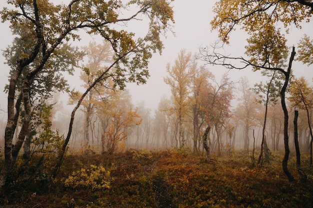 Foto Árboles en el bosque durante el otoño nebuloso