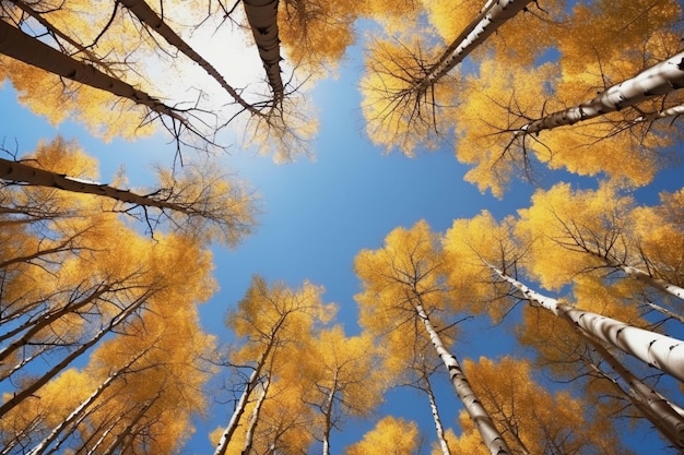 Árboles en el bosque de otoño vista desde abajo hacia el cielo