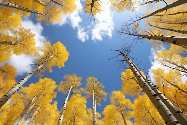 Árboles en el bosque de otoño vista desde abajo hacia el cielo