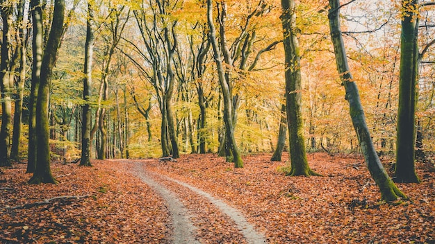 Foto Árboles en el bosque durante el otoño