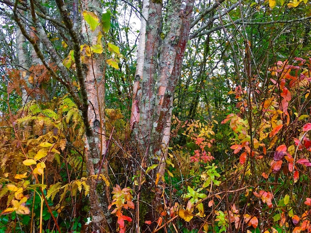 Foto Árboles en el bosque durante el otoño