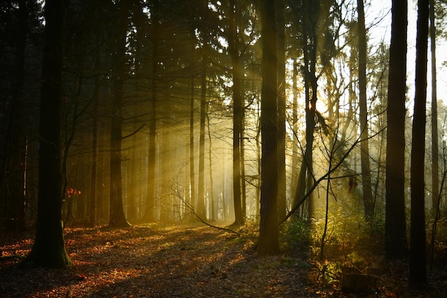 Árboles en el bosque durante el otoño