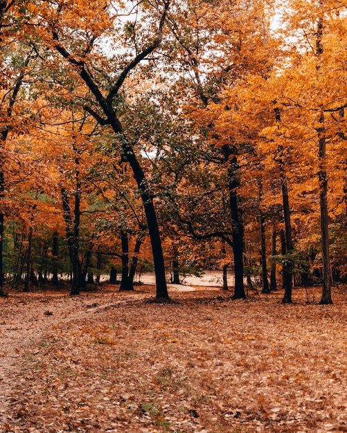 Árboles en el bosque durante el otoño