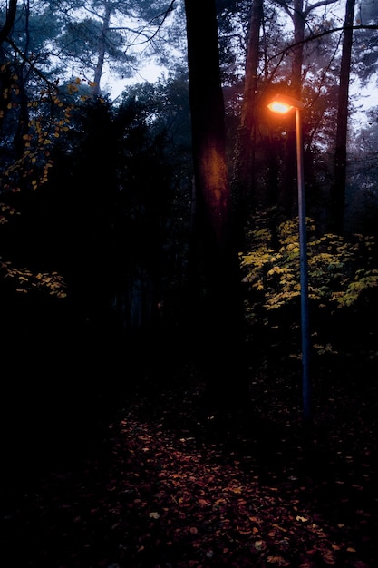 Foto Árboles en el bosque durante el otoño