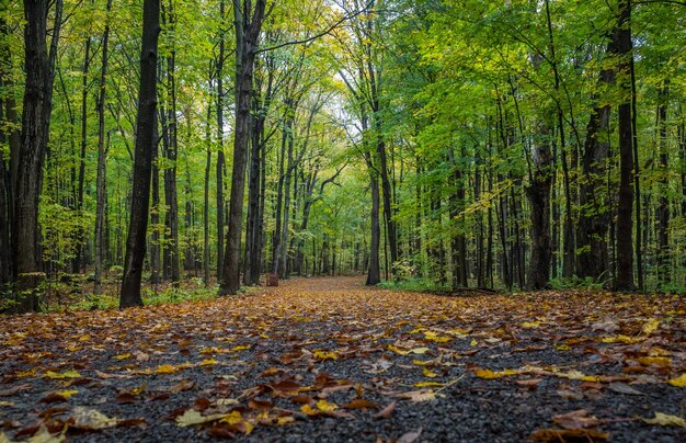 Foto Árboles en el bosque durante el otoño