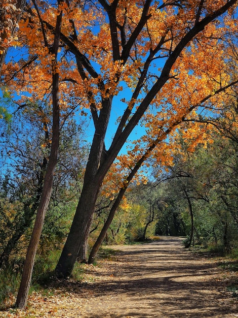 Foto Árboles en el bosque durante el otoño