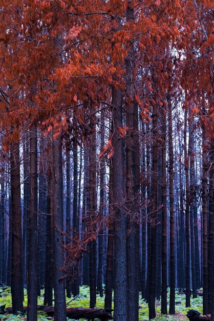 Foto Árboles en el bosque durante el otoño