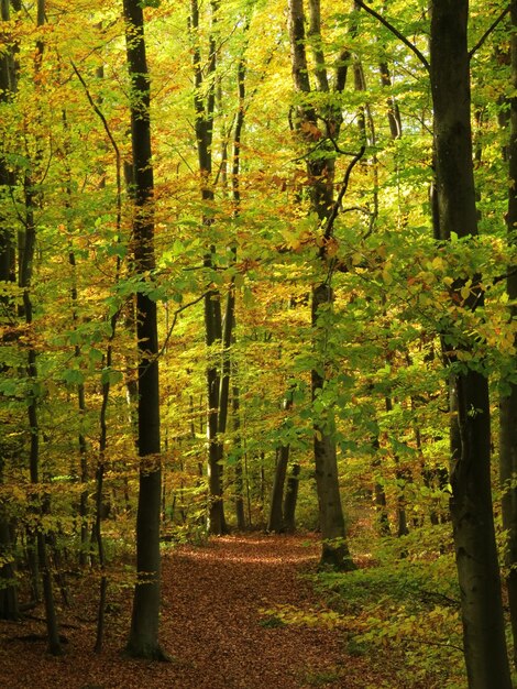 Foto Árboles en el bosque durante el otoño