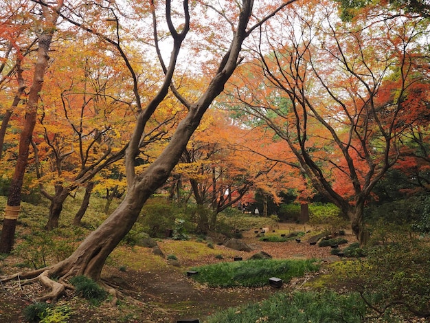 Foto Árboles en el bosque durante el otoño