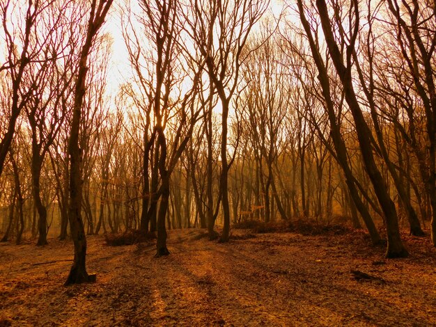 Foto Árboles en el bosque durante el otoño