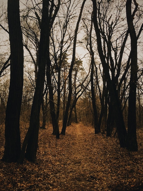 Foto Árboles en el bosque durante el otoño