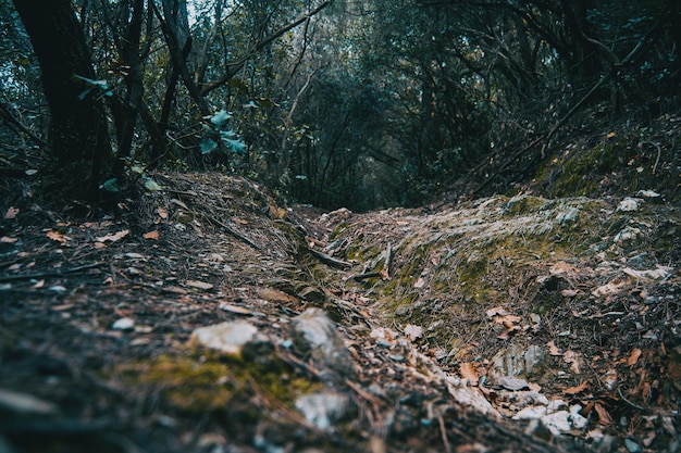 Árboles en el bosque durante el otoño