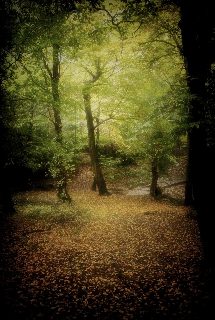 Foto árboles en el bosque durante el otoño