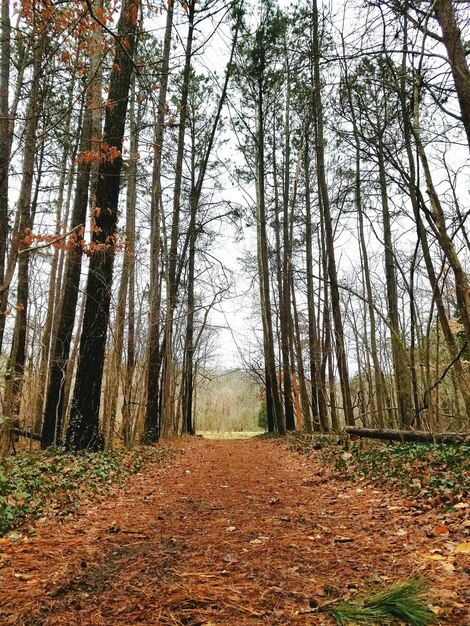 Foto Árboles en el bosque durante el otoño