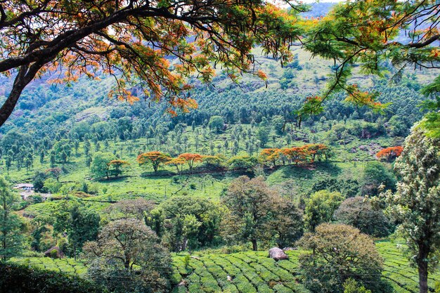 Foto Árboles en el bosque durante el otoño