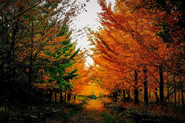 Foto Árboles en el bosque durante el otoño