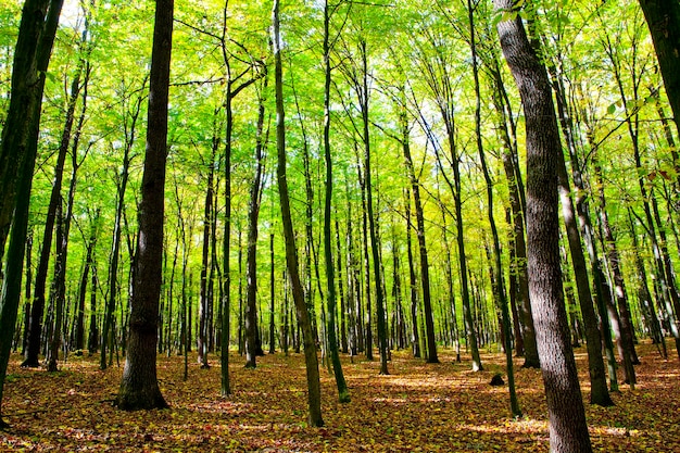 árboles del bosque de otoño