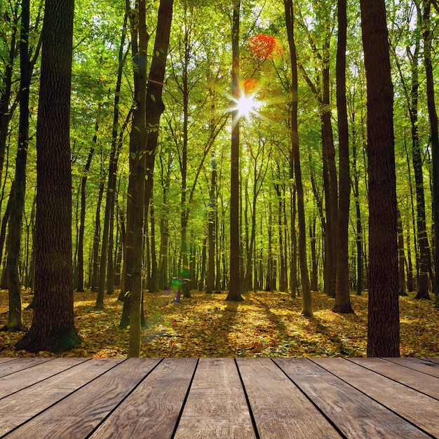 árboles del bosque de otoño