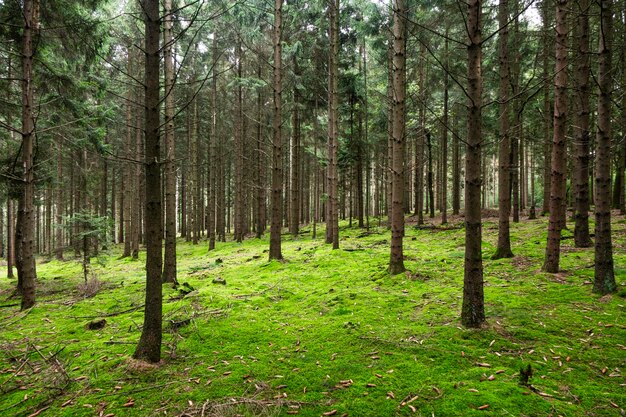 Foto Árboles en un bosque de pinos