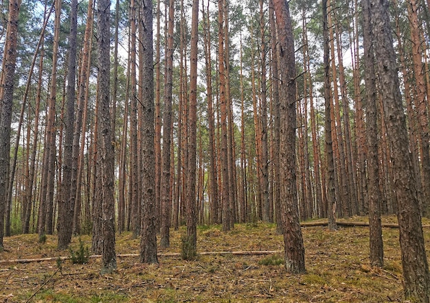 Foto Árboles en el bosque en primavera