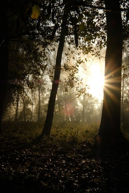 Foto Árboles en el bosque durante la puesta de sol