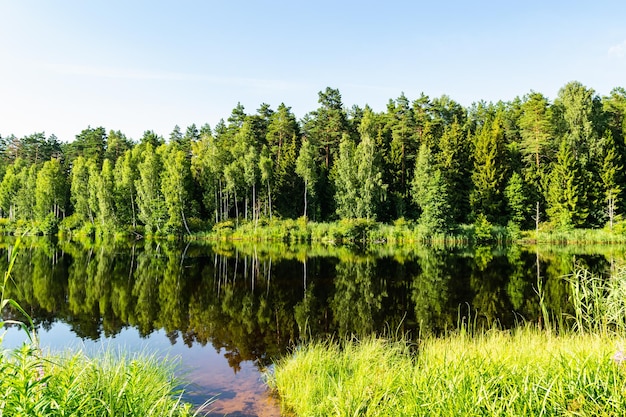 Los árboles del bosque se reflejan en el agua de un lago del bosque Hermoso paisaje natural en primavera verano foto horizontal