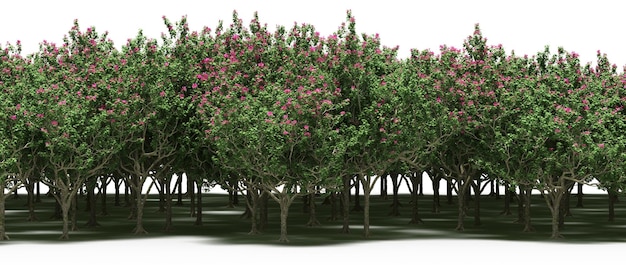 árboles en el bosque con una sombra en el suelo, aislados en fondo blanco, ilustración 3D, cg r