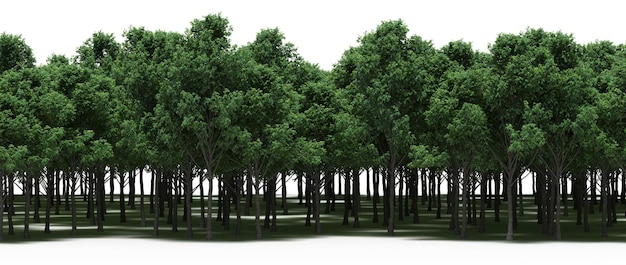 árboles en el bosque con una sombra en el suelo, aislados en fondo blanco, ilustración 3D, cg r