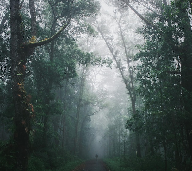 Árboles en el bosque durante el tiempo de niebla