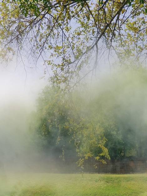 Foto Árboles en el bosque durante el tiempo de niebla