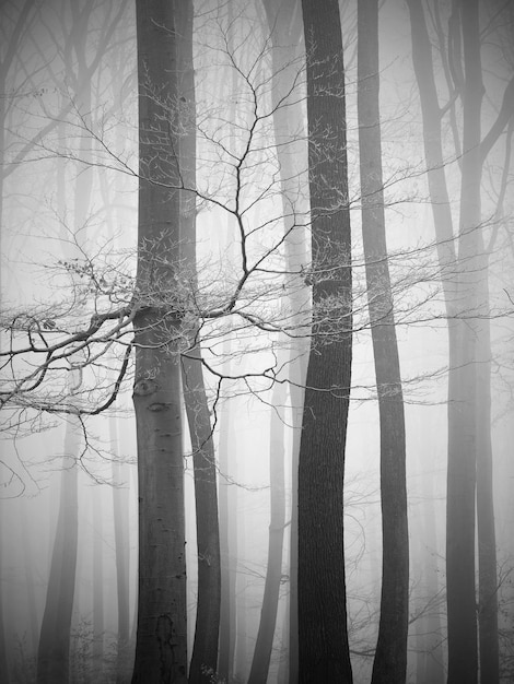 Foto Árboles en el bosque durante el tiempo de niebla