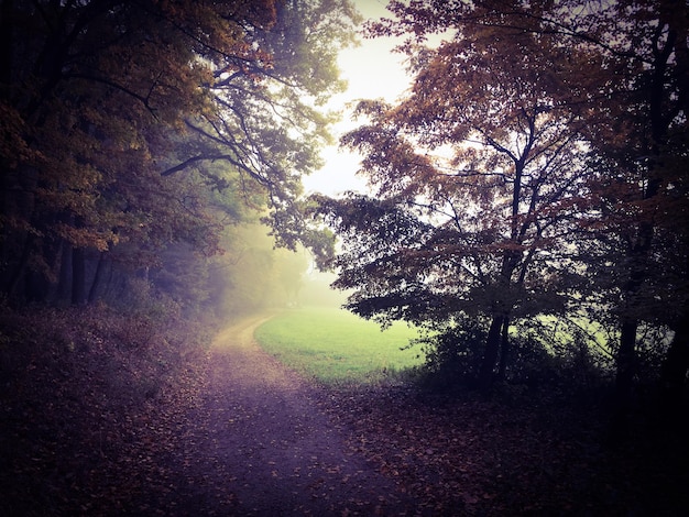 Foto Árboles en el bosque durante el tiempo de niebla