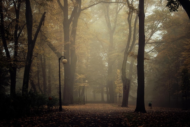 Árboles en el bosque durante el tiempo de niebla
