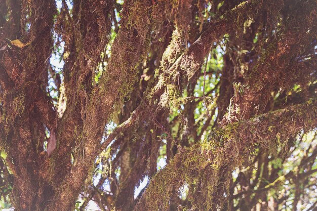 Los árboles en el bosque tienen musgos y helechos a lo largo del tronco.