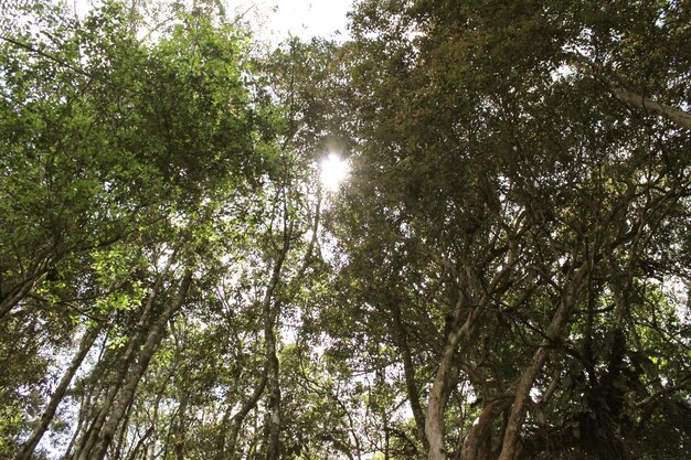 Foto Árboles de bosque tropical en brasil. selva. mata atlântica.