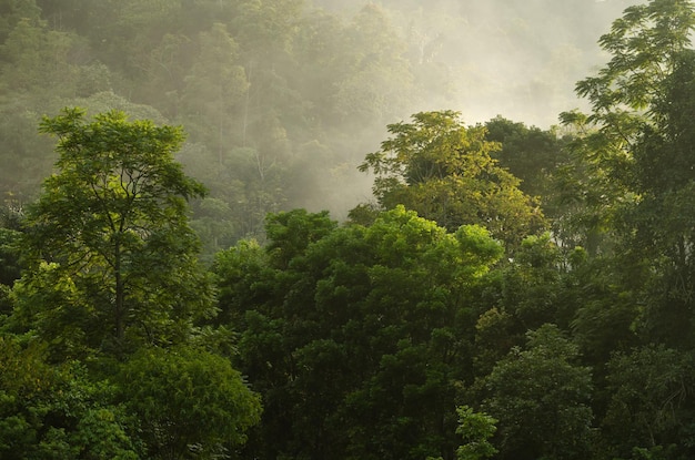 árboles en el bosque tropical