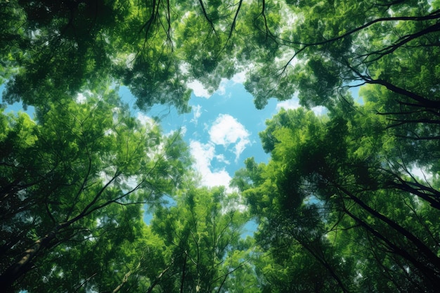 Árboles del bosque vista desde abajo hacia el cielo naturaleza madera verde fondos de luz solar