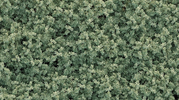 árboles en el bosque vista superior área vista aislada sobre fondo blanco 3D ilustración cg render